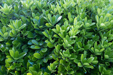 Evergreen japanese pittosporum. Background from green leaves Australian laurel for publication, design, poster, calendar, post, screensaver, wallpaper, cover. High quality photo