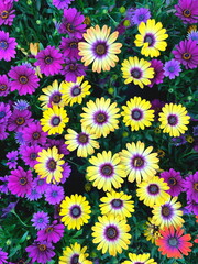 margherite colorate, colorful daisies