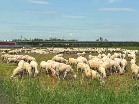 pecore che brucano nel campo, sheep grazing in the field