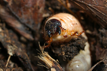 	大きく成長するカブトムシの幼虫ポートレート（自然光＋ストロボ、マクロ接写撮影）