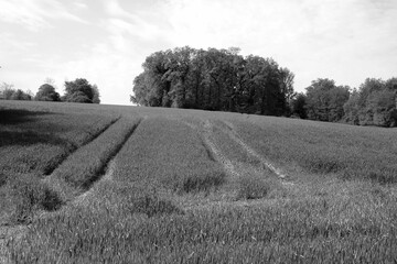 Feld auf einem Hügel mit Traktorspuren im Frühling bei Sonnenschein in der Provinz in Hörste und Hiddentrup bei Lage und Detmold im Teutoburger Wald in Ostwestfalen-Lippe in klassischem Schwarzweiß