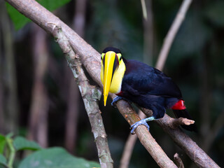 Obraz premium Yellow throated chestnut-mandibled toucan seen perched on tree branch looking at camera, with soft focus woody area in the background, La Fortuna, Costa Rica