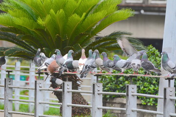 A group of loving pigeons standing on the handrail