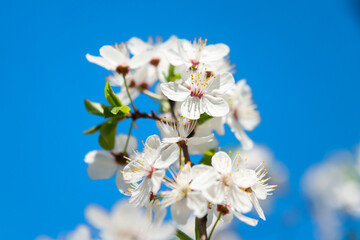 White flowers on cherry tree with blue sky