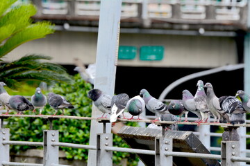 A group of loving pigeons standing on the handrail