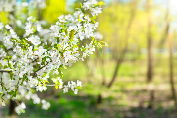 Cherry tree with white flowers in bloom in forest