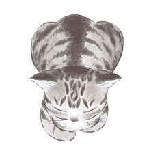 香箱座りのキジトラ猫