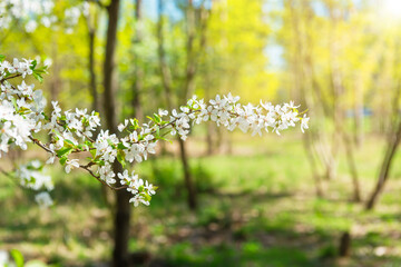 Obraz premium Cherry tree with white flowers in bloom in forest