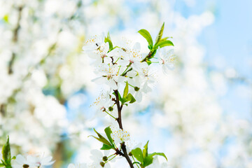 White cherry flowers on cherry branch with blue sky