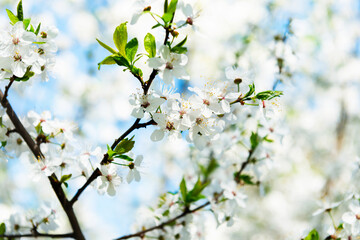White cherry flowers on cherry branch with blue sky