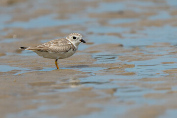 Pipping Plover on sand