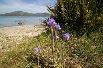 purple iris flower in bloom, blue flower isolated, Wild iris, (Iris sisyrinchium). Porto Conte, Alghero, Sassari. Sardinia, Italy. - obrazy, fototapety, plakaty