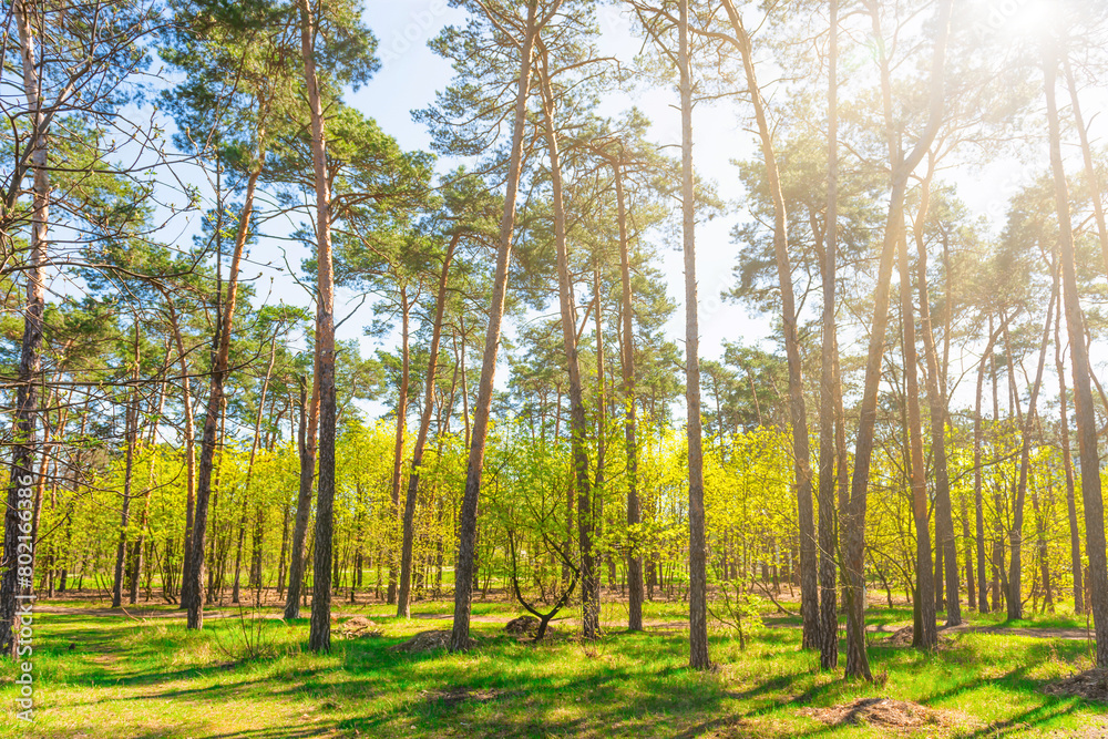 Sticker Green forest with green trees, green forest landscape