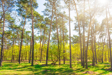 Green forest with green trees, green forest landscape