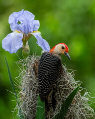 Red-bellied Woodpecker Perched on a tree branch