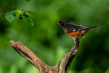 Towhee Perched on a branch