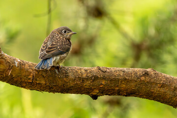 Bluebird fledgling perched on a tree branch