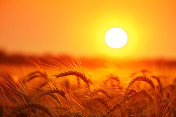 wheat field at sunset in the summer. 