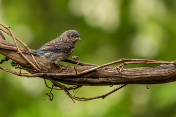 Bluebird fledgling perched on a tree branch