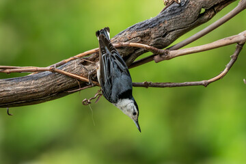 White-breasted nuthatch perched on a branch