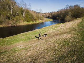 A man with a Siberian husky ​​walks in nature near a river in the spring in cloudy weather, photo from a drone.