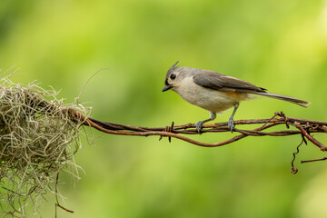 Tufted Titmouse Perched on a vine