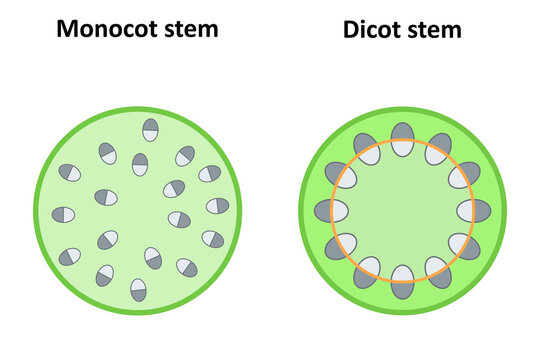 Monocot and dicot stems. Diagram.