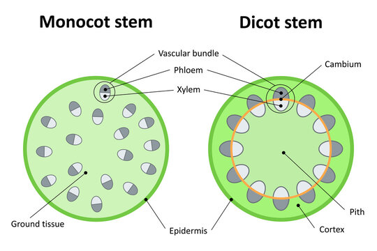 Monocot stem and dicot stem. Diagram.