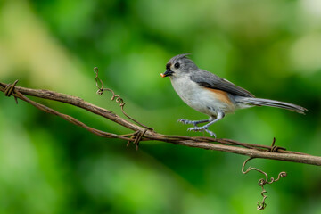 Tufted Titmouse Perched on a Tree Branch