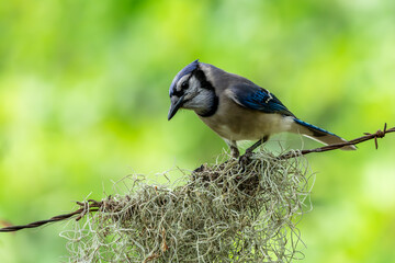 Blue Jay perched on a wire