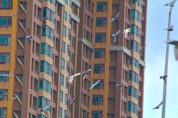 A flock of pigeons flying outside the building
