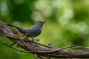 Fototapeta premium Gray Catbird Perched on a Tree Branch