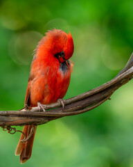 Cardinal preening while perched on a vine