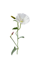 Obraz premium Beautiful flower of the field bindweed (Convolvulus arvensis)