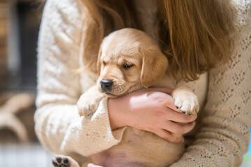 puppy in the hands of owner
