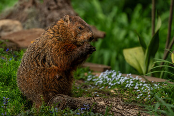 Groundhog