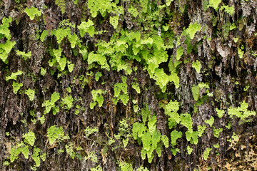 Maidenhair ferns (Adiantum capillus-veneris) on the conglomerate rocks by the side of a stream