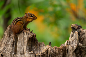 Chipmunk