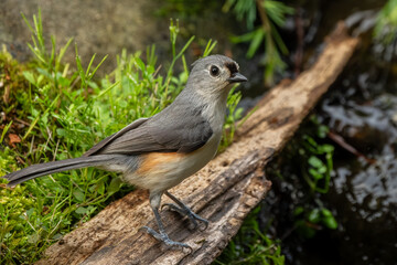 Tufted Titmouse Perched on a Tree Branch