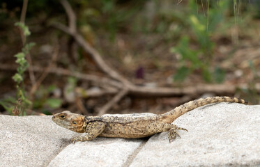 Laudakia stellio is a species of agamid lizard. also known as the starred agama or the roughtail...