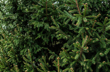 Concept of flora and gardening. Young cones on a pine tree. Always green trees