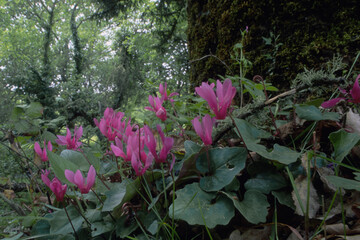 Spring sowbread flower bed in the wood, Cyclamen (cyclamen repandum) growing wild on the forest...
