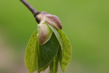 Magnifiques feuilles de tilleul d'Amérique fraîchement déployées
