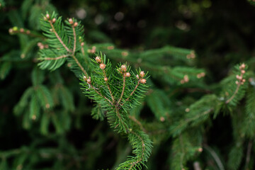 Concept of flora and gardening. Young cones on a pine tree. Always green trees