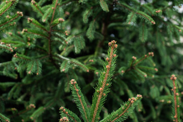 Concept of flora and gardening. Young cones on a pine tree. Always green trees