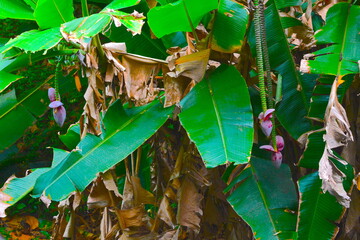 Musa acuminata in waterfowl habitat