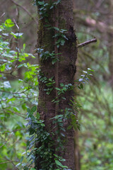 creciendo sobre el árbol