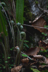 espiral del bosque
