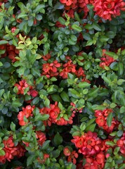 blooming bush with red flowers and green leaves. concepts: greeting cards, spring celebrations, events symbolizing renewal, gardening websites and blogs, flower blooming phases, red blooming plants