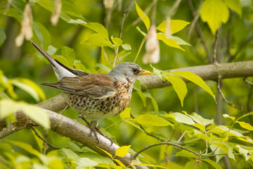 A Fieldfare sits on the green branch between green leaves on a sunny spring day.